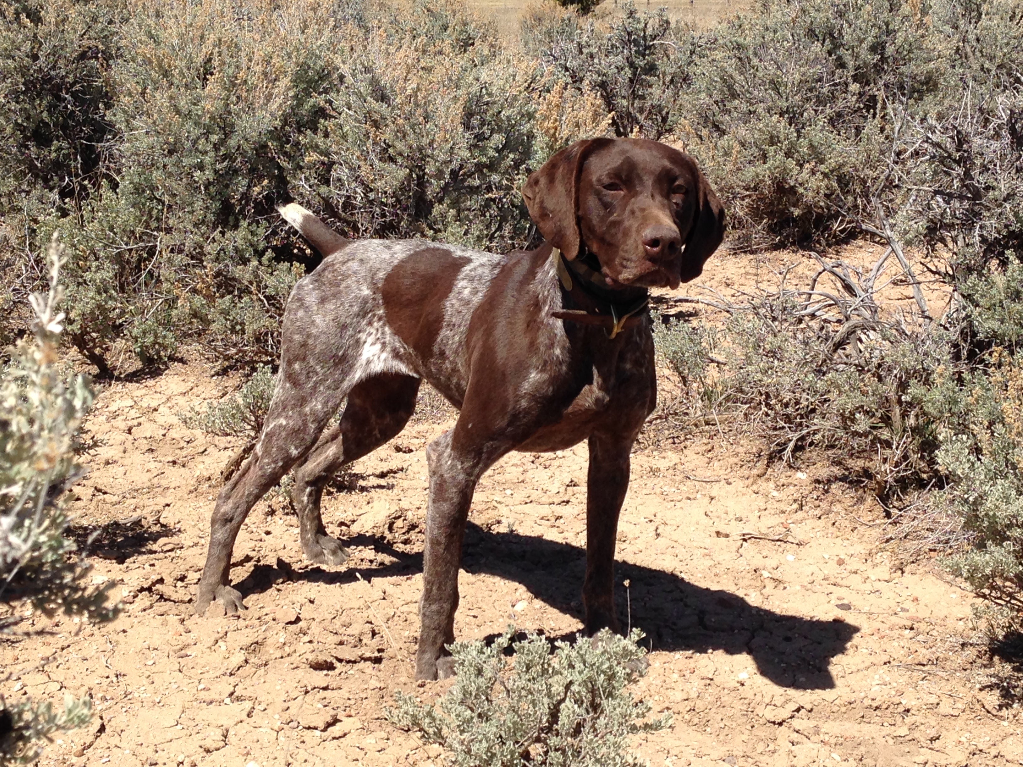 female german pointer