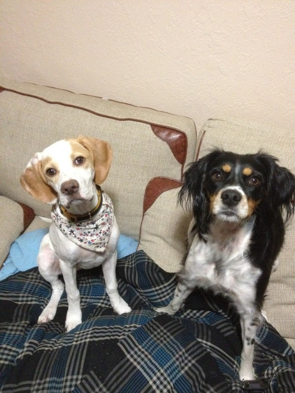 Chris perkinns lucy pup with Brittany Lucy pup with Brittany