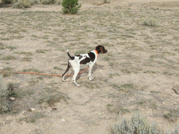 Gus German Shorthaired Pointer For Sale Best Gun Dogs