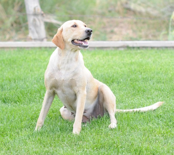 Labrador Retriever Best Gun Dogs