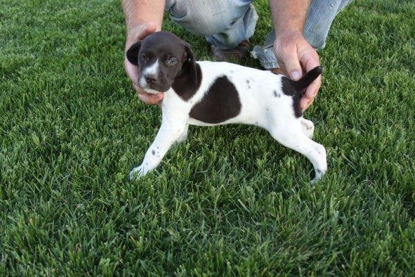 German Shorthair Puppies Best Gun Dogs