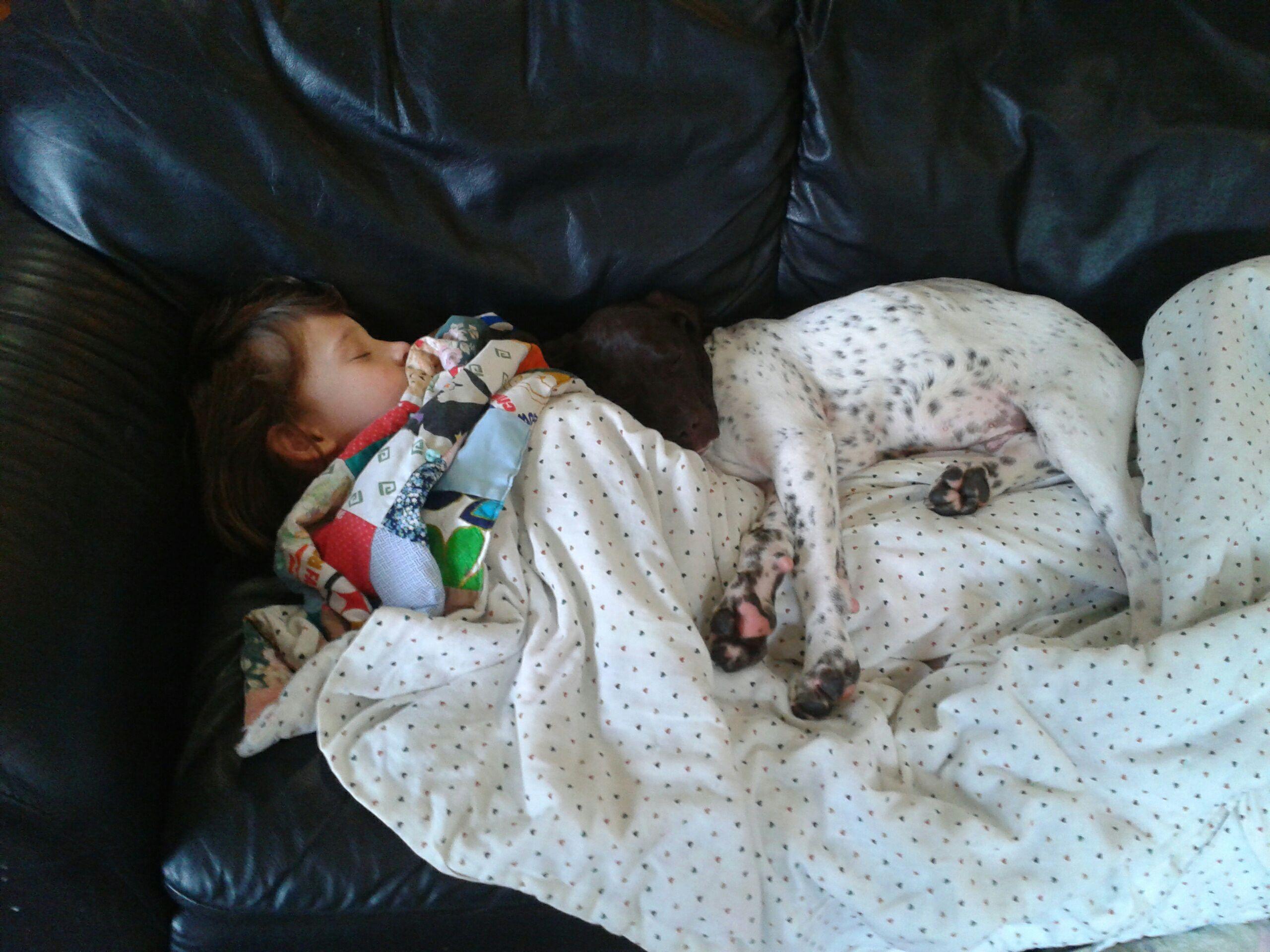 Out Like A Light Best Gun Dogs