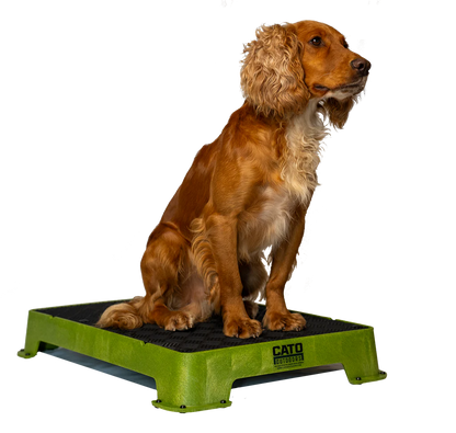 Cato Board Dog Training Platform – The Ultimate Place Board for Dogs