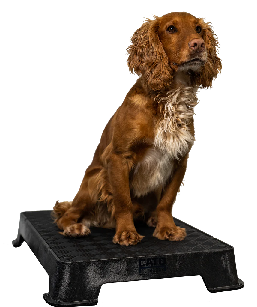 Cato Board Dog Training Platform – The Ultimate Place Board for Dogs