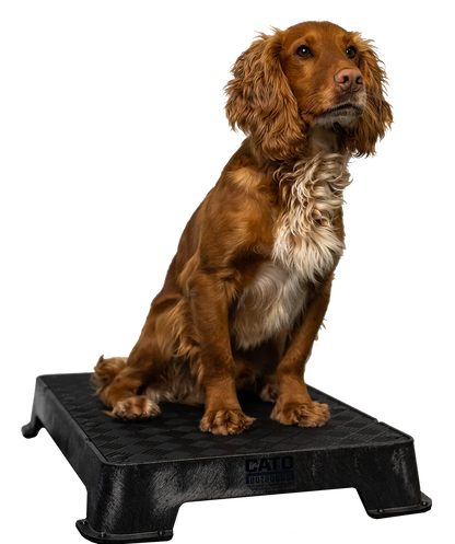 Cato Board Dog Training Platform – The Ultimate Place Board for Dogs