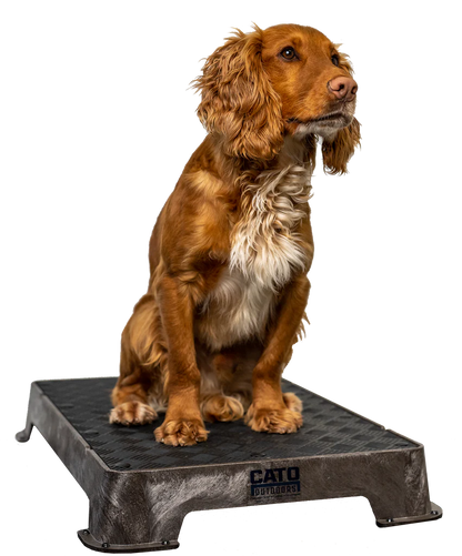 Cato Board Dog Training Platform – The Ultimate Place Board for Dogs