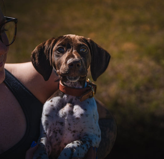 Puppy Collar