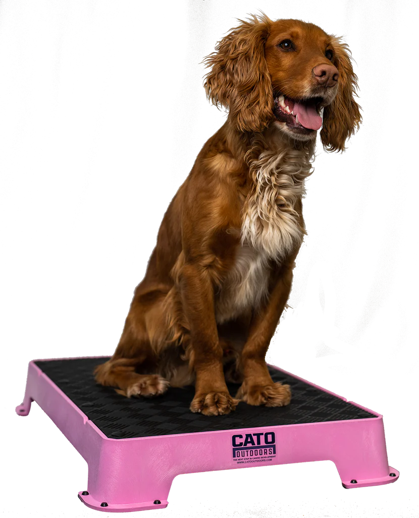 Cato Board Dog Training Platform – The Ultimate Place Board for Dogs