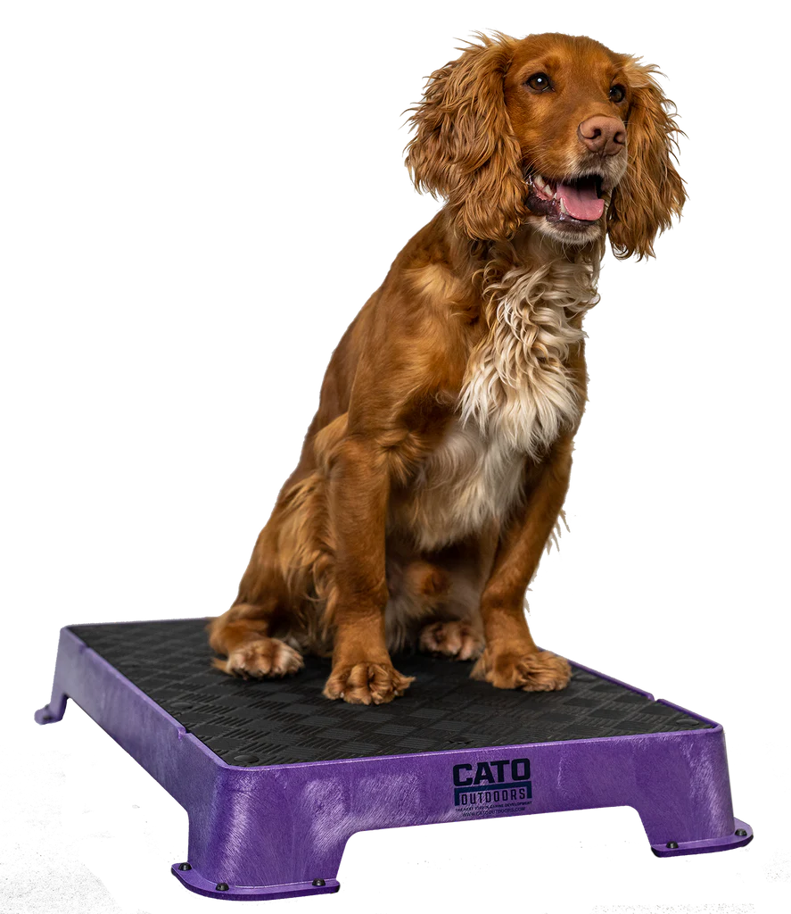 Cato Board Dog Training Platform – The Ultimate Place Board for Dogs