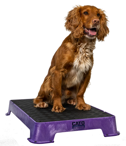 Cato Board Dog Training Platform – The Ultimate Place Board for Dogs