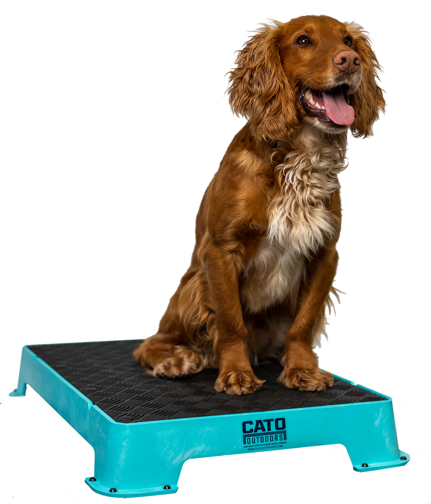 Cato Board Dog Training Platform – The Ultimate Place Board for Dogs