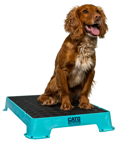 Cato Board Dog Training Platform – The Ultimate Place Board for Dogs