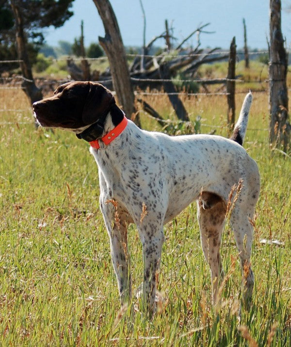 Nice Started German Shorthair Male - German Shorthaired Pointers in ...