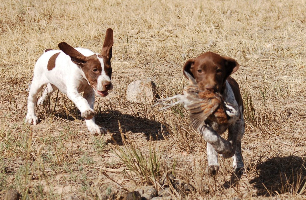 GSP Puppies working Quail